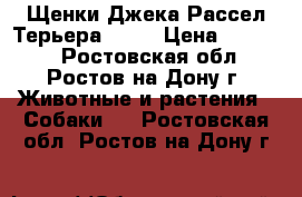 Щенки Джека Рассел Терьера!!!!! › Цена ­ 10 000 - Ростовская обл., Ростов-на-Дону г. Животные и растения » Собаки   . Ростовская обл.,Ростов-на-Дону г.